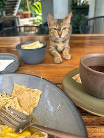 Michi durante el desayuno :)