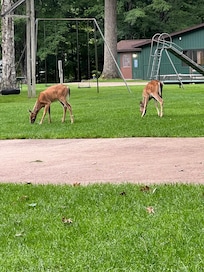 Deer in park from porch