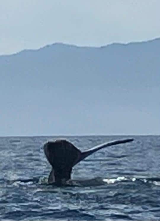 Highly recommend Ocean’s Friendly Tours for whale watchers!