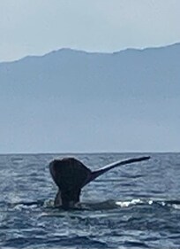 Highly recommend Ocean’s Friendly Tours for whale watchers!