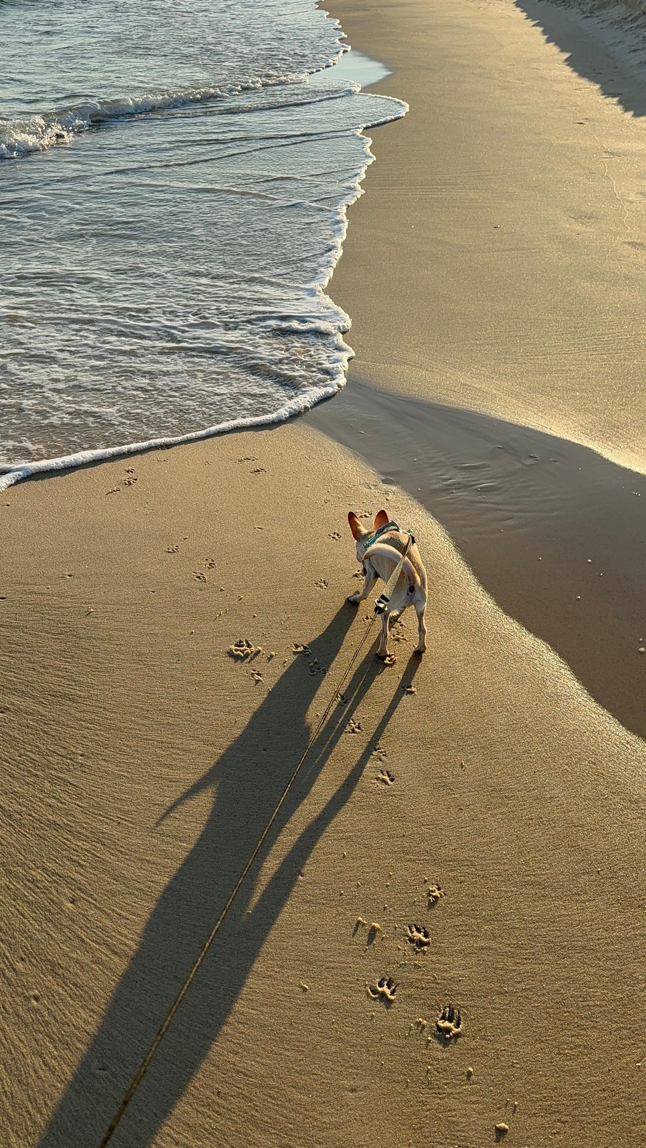 dog friendly property