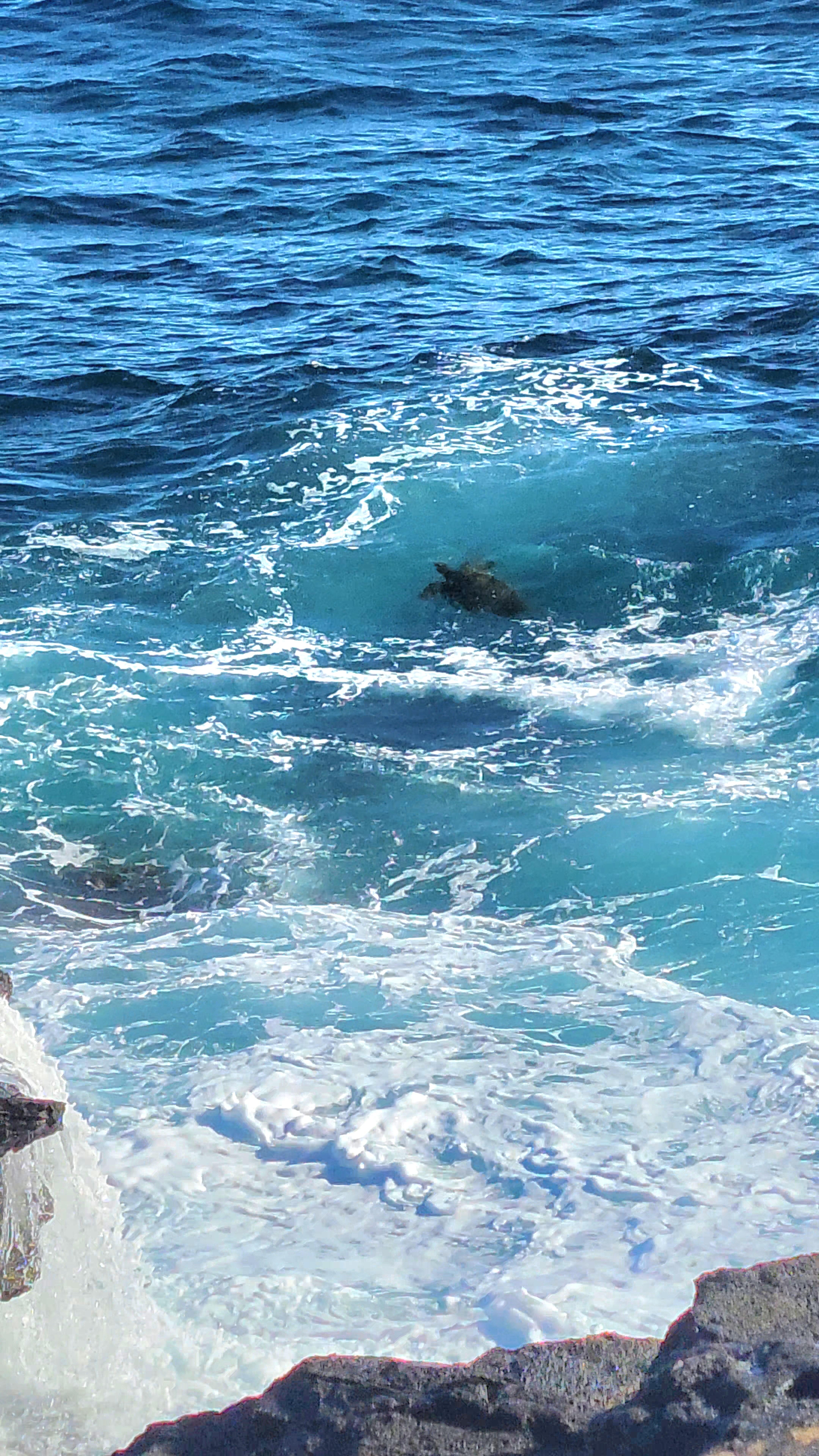 Sea turtles