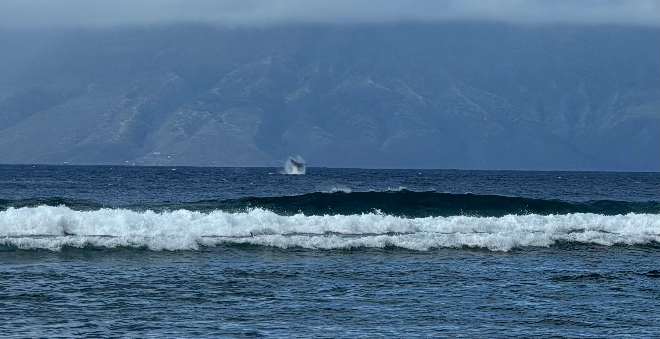 Whale splashing seen from the pool deck!