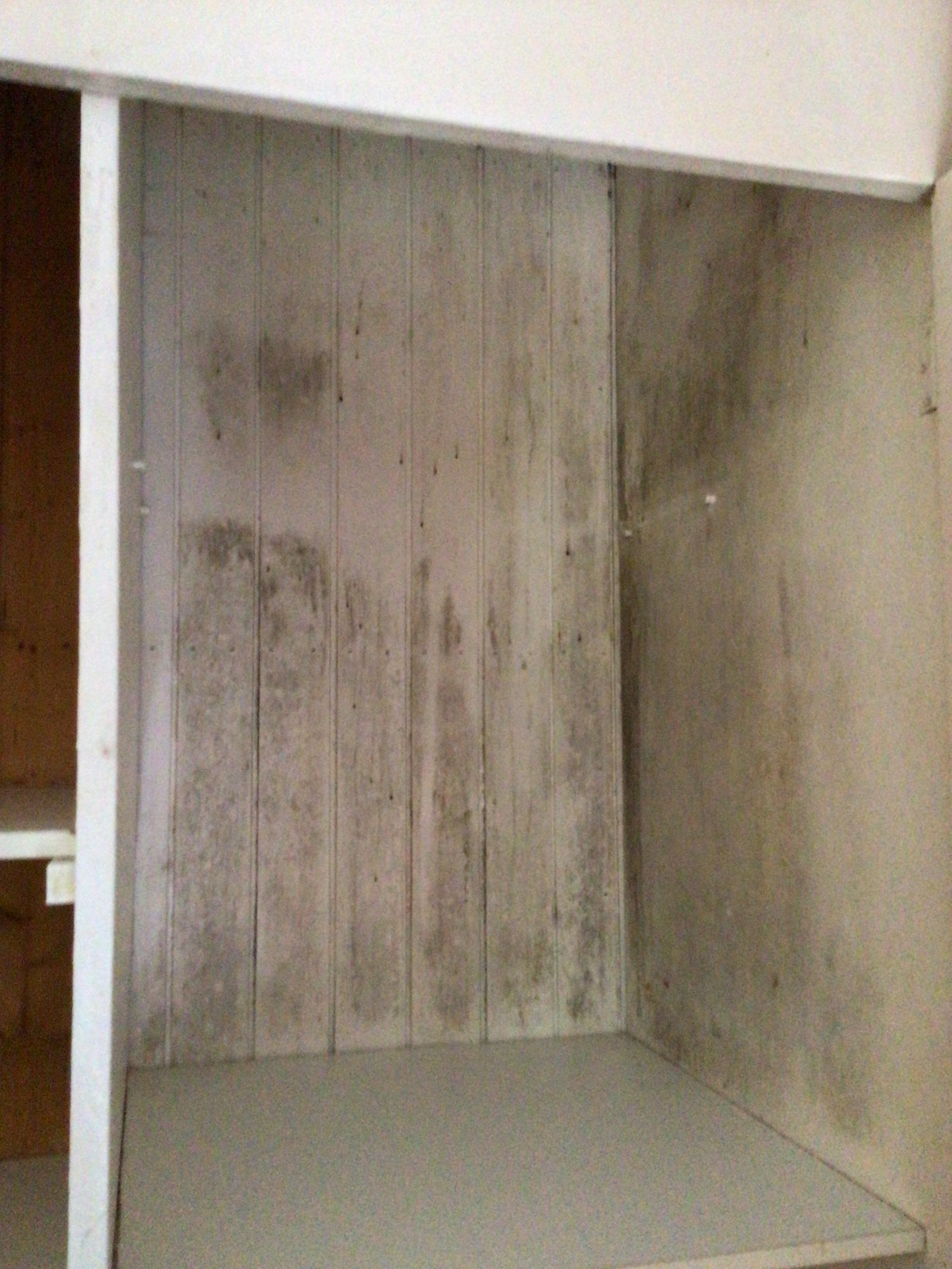 Black mould in the cupboards