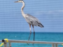 A beautiful visitor
