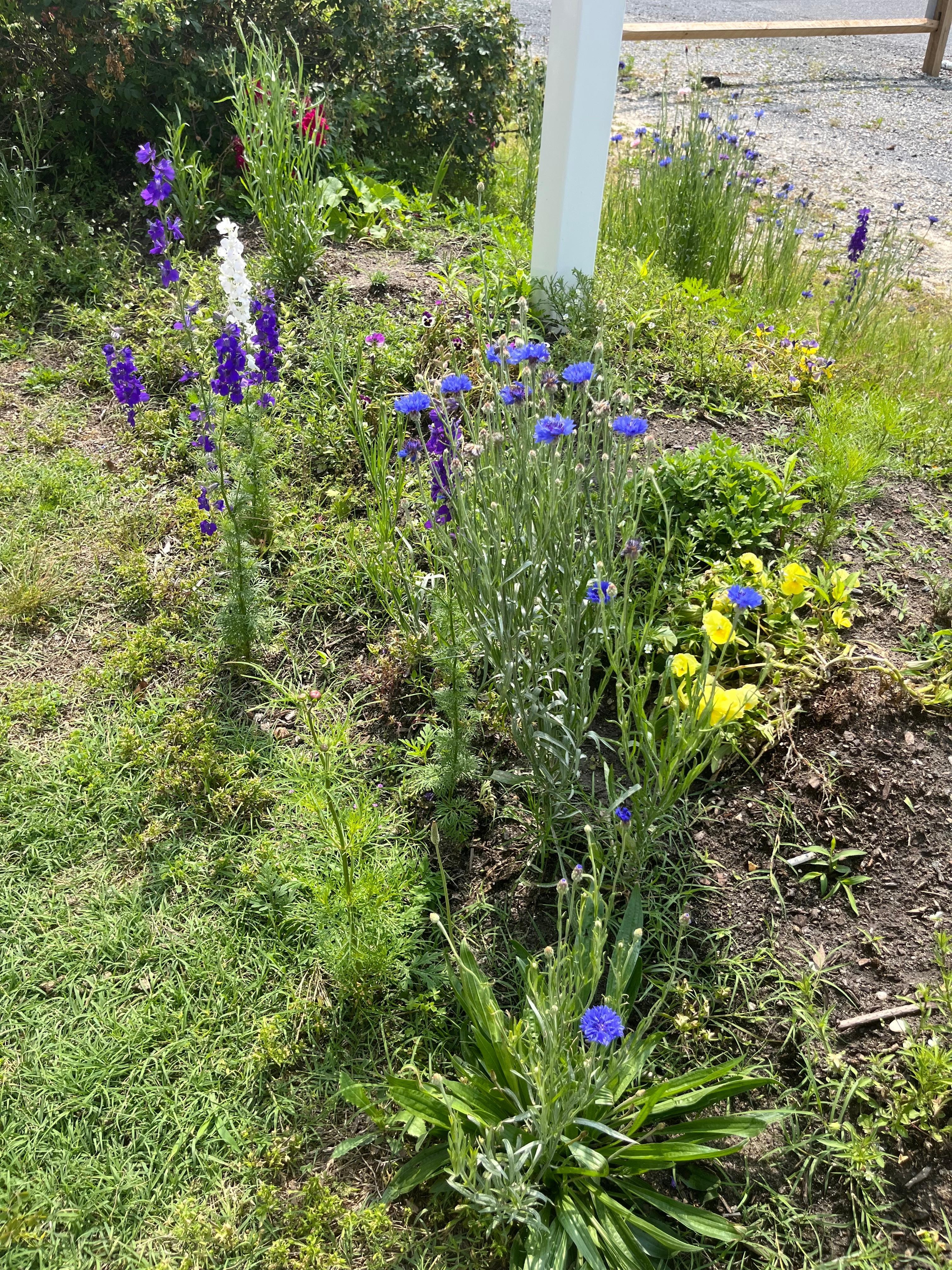 Beautiful flowers nearby