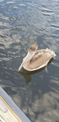 Punta Gorda Marina guardians