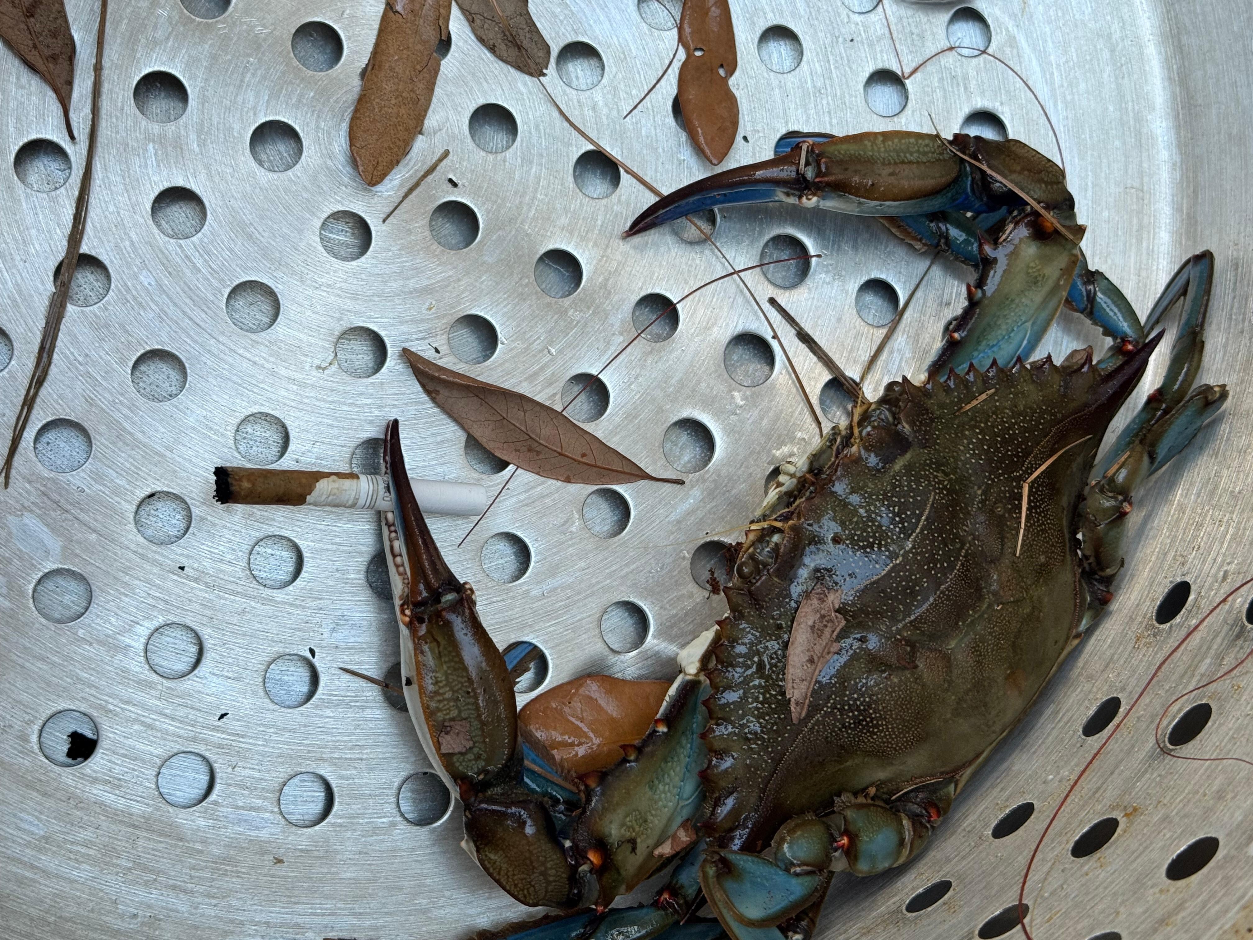 Our crab friend