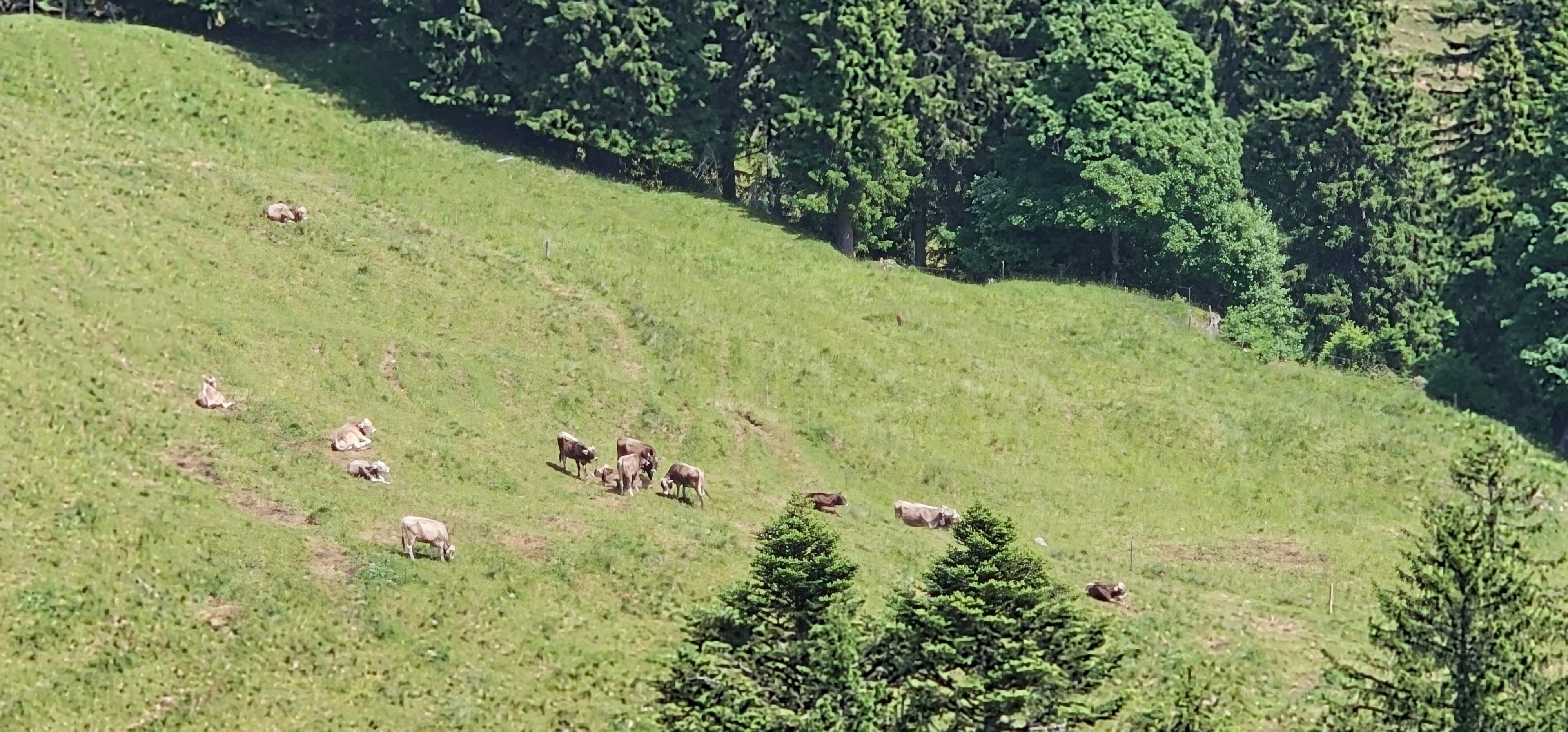 Rigi hike