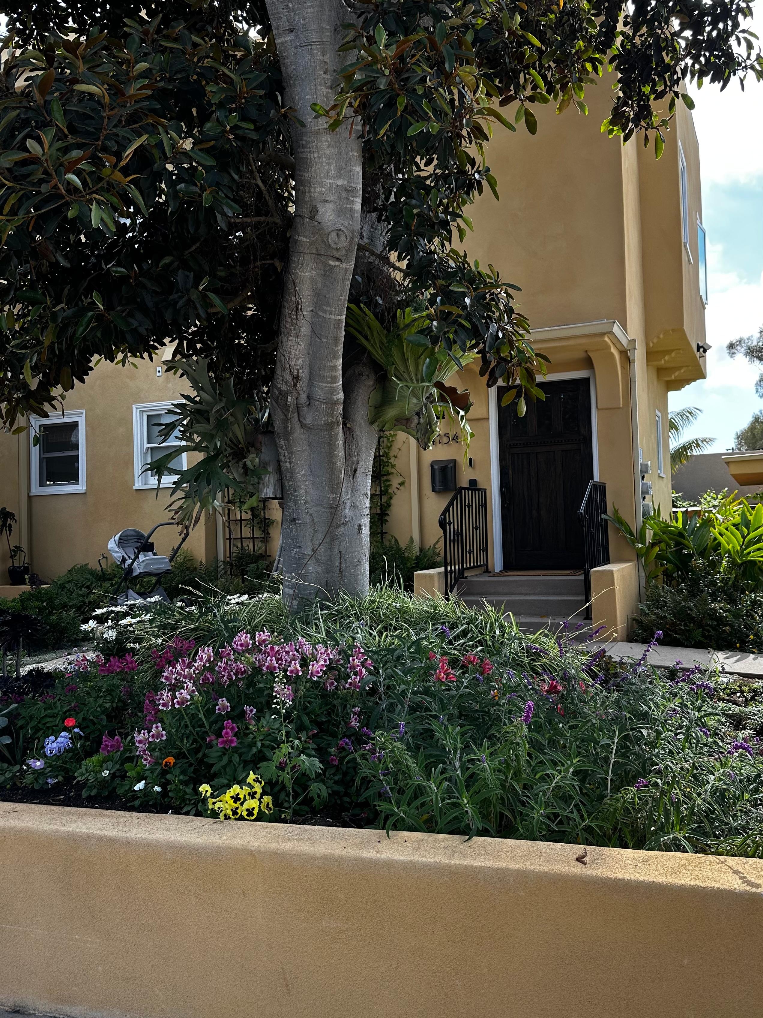 Front yard/entrance