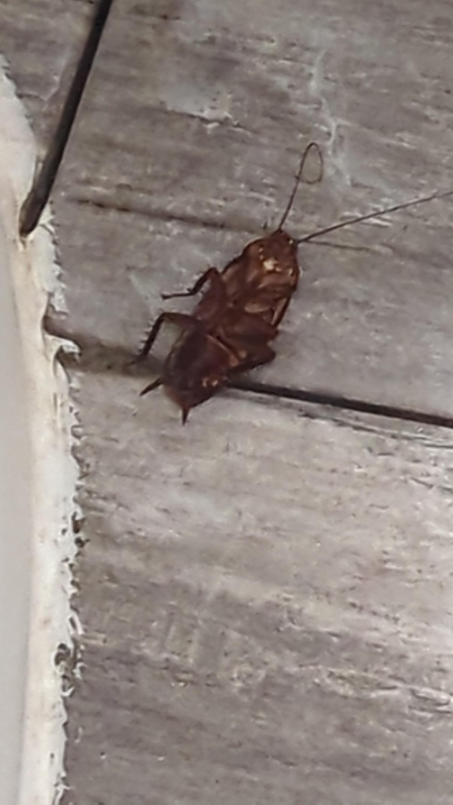 Dead roach 
