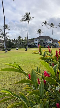 Walking around the neighborhood in this beautiful greenery blanketed the surroundings from we’re staying at in Kahala Condominiums.