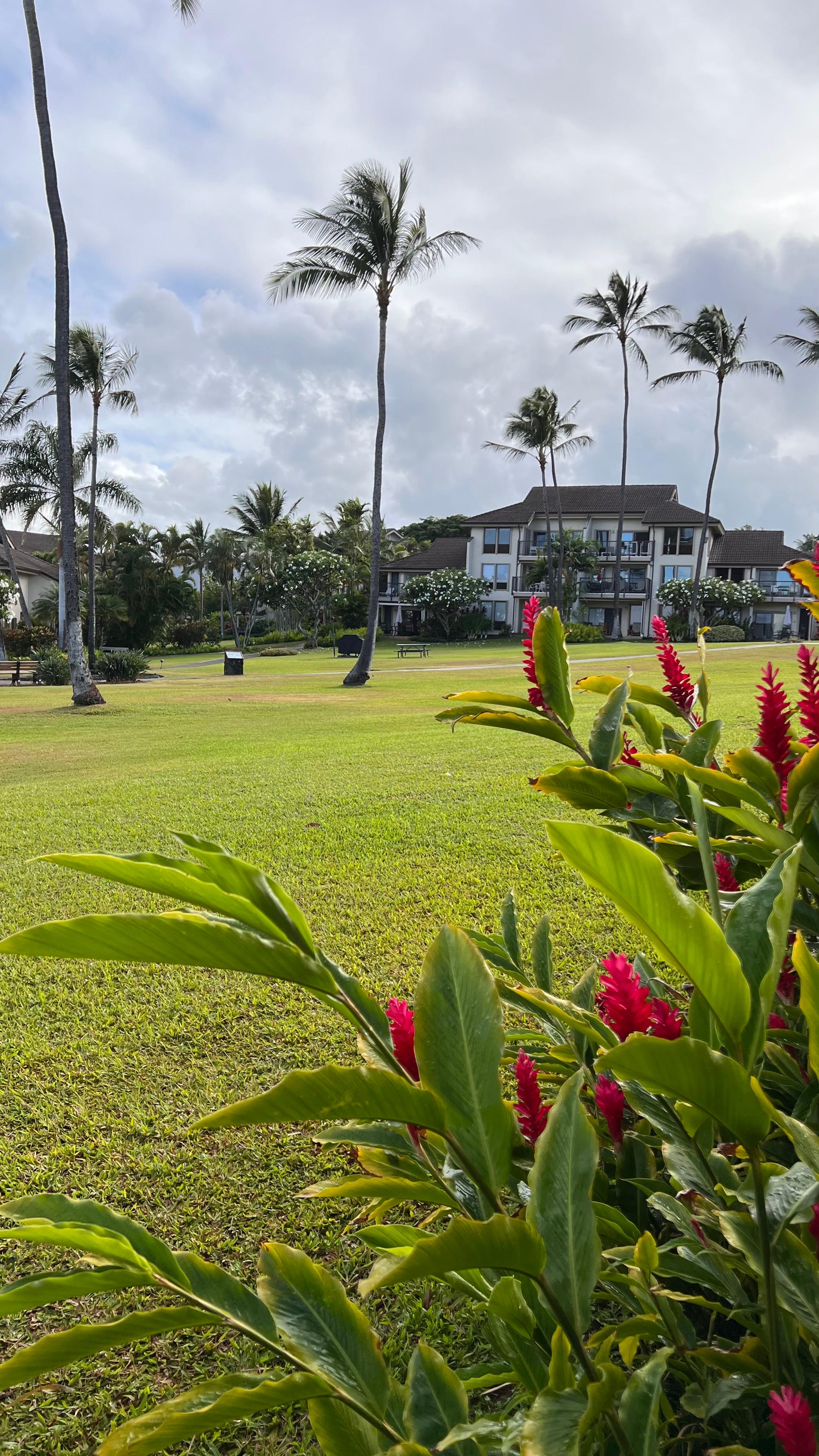 Walking around the neighborhood in this beautiful greenery blanketed the surroundings from we’re staying at in Kahala Condominiums.