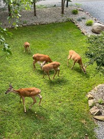 View from the deck