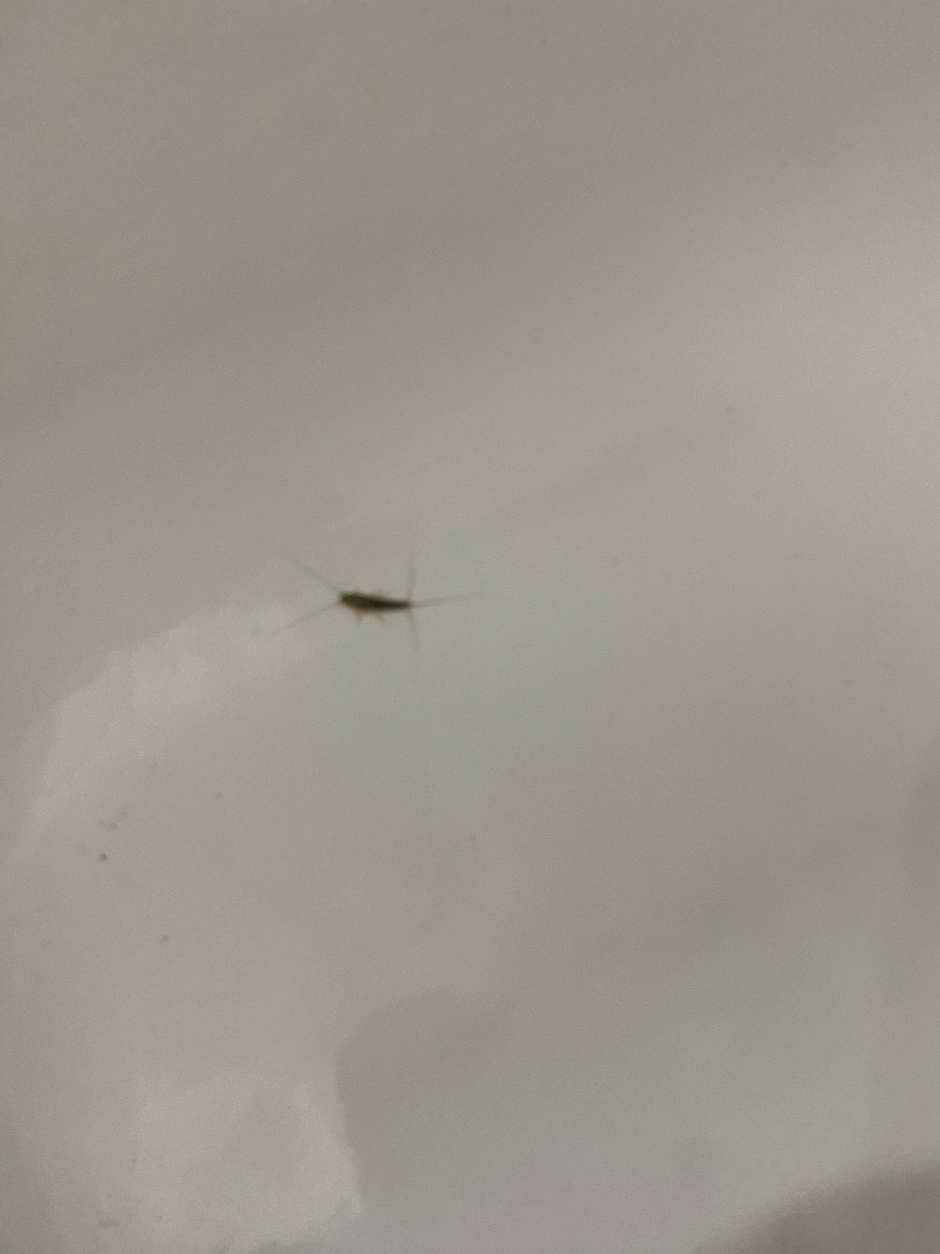 Insekt in der Duschwanne