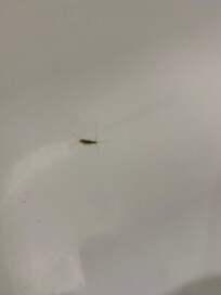 Insekt in der Duschwanne