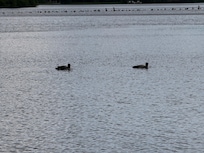 Loons