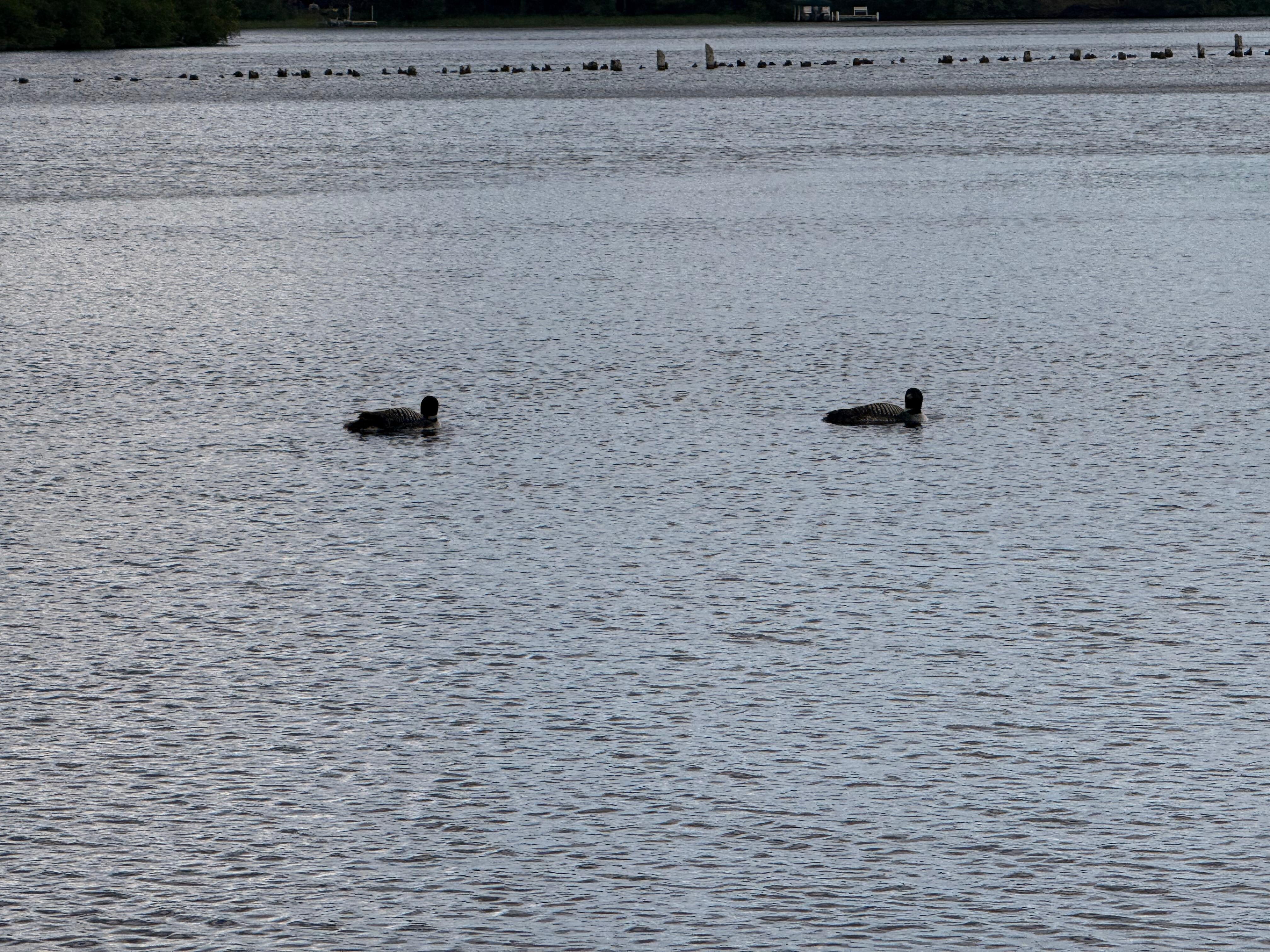 Loons