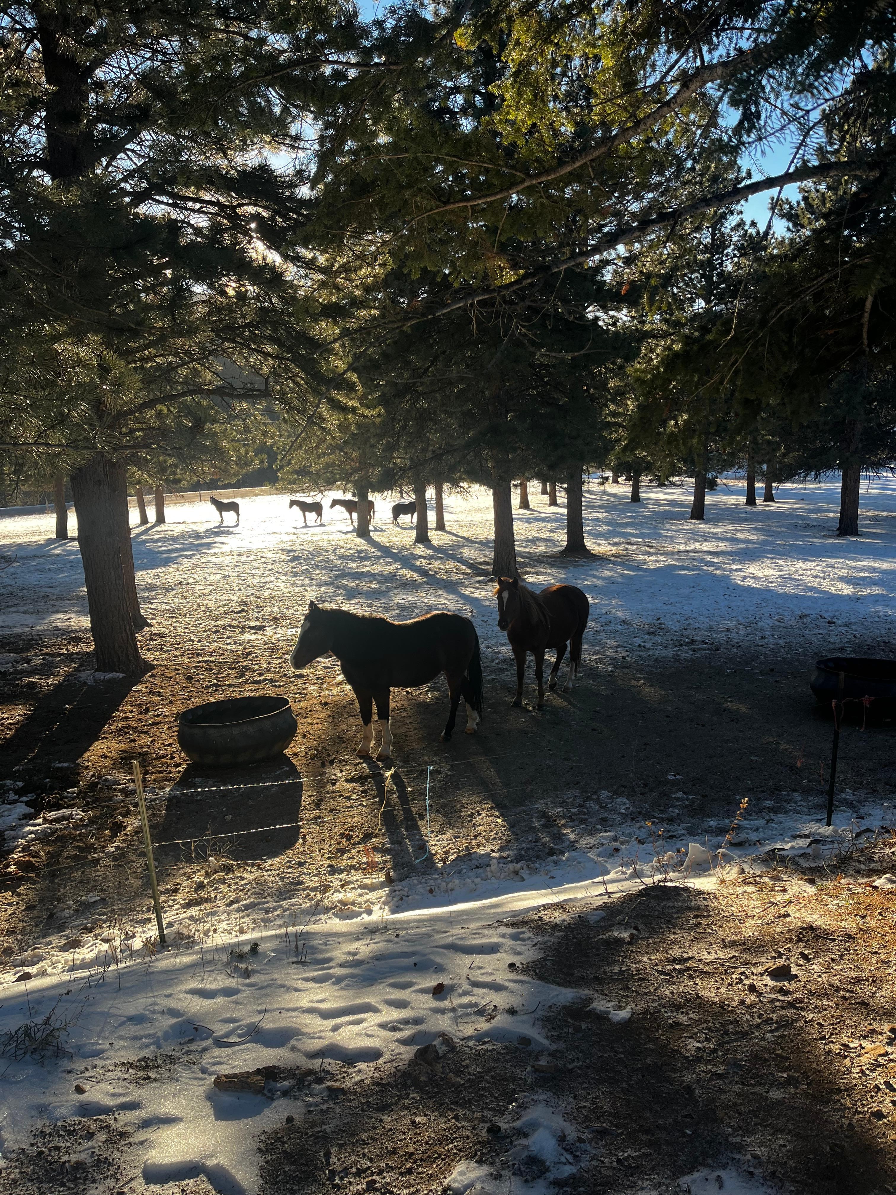 Horses visit from pasture.  