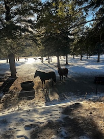Horses visit from pasture.