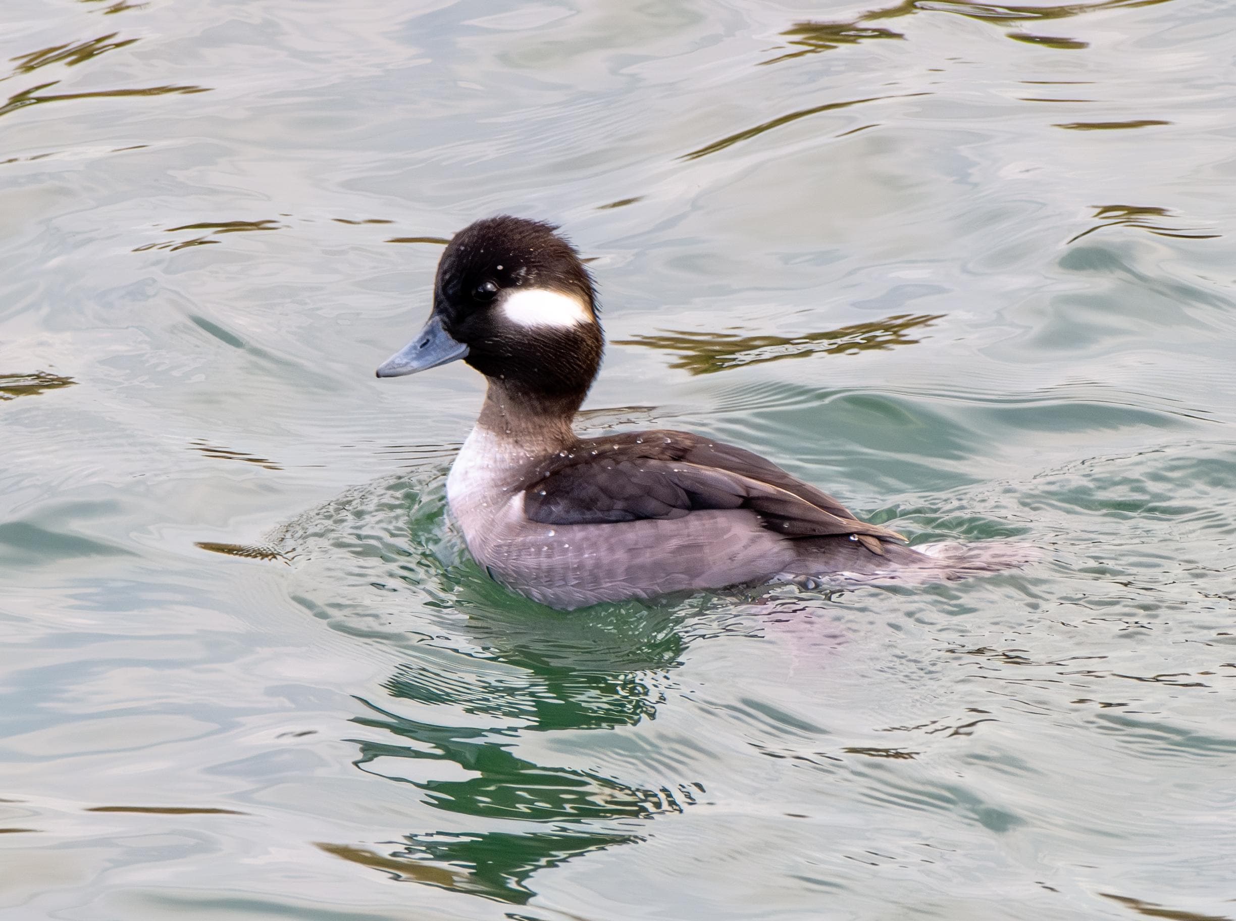 Bufflehead