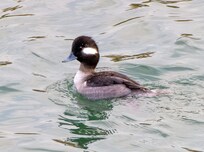 Bufflehead