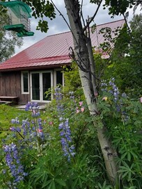 Summer Flowers at the house, Anchorage