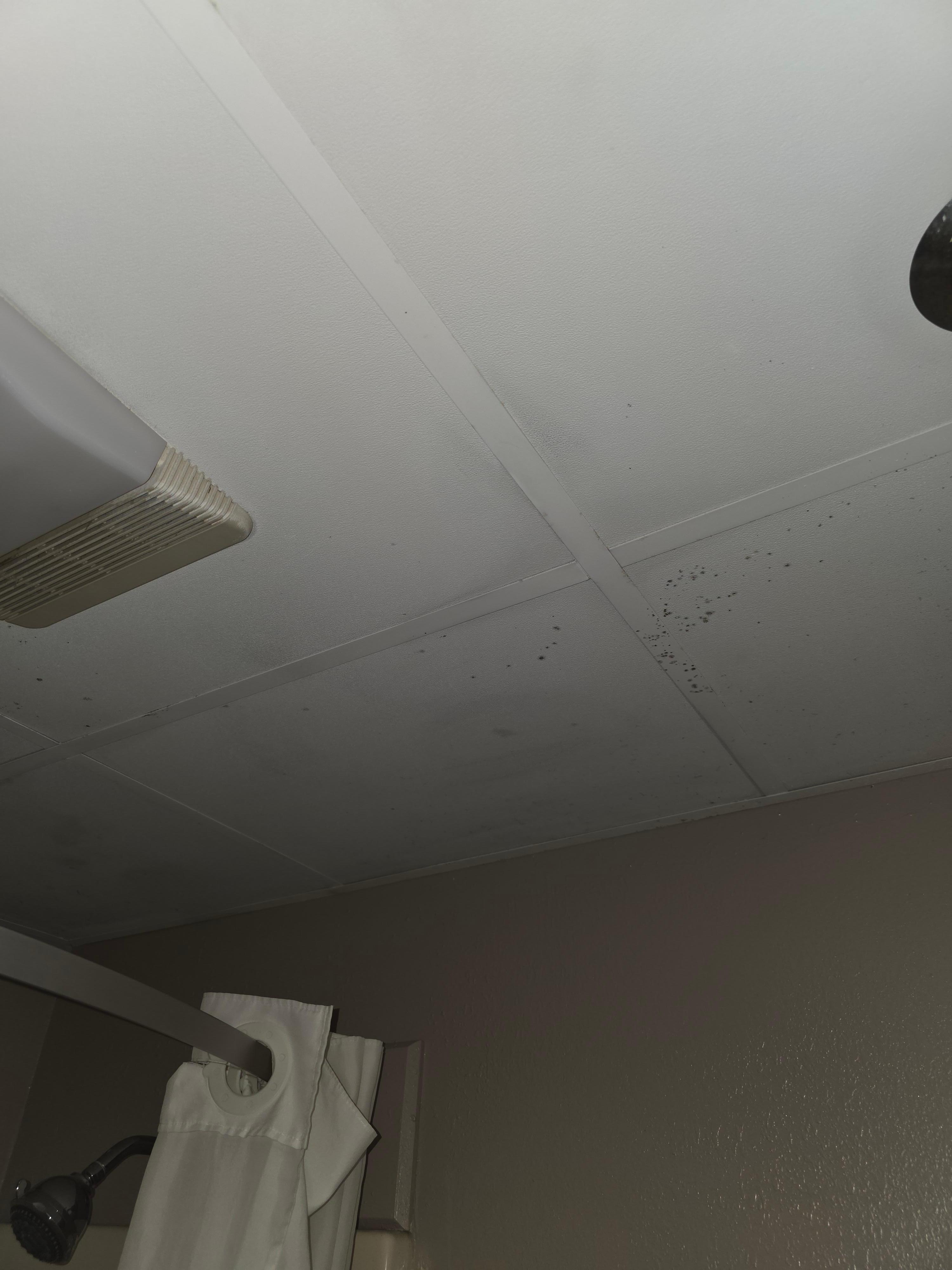 Black mold over shower