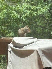 visiting squirrels eating nuts