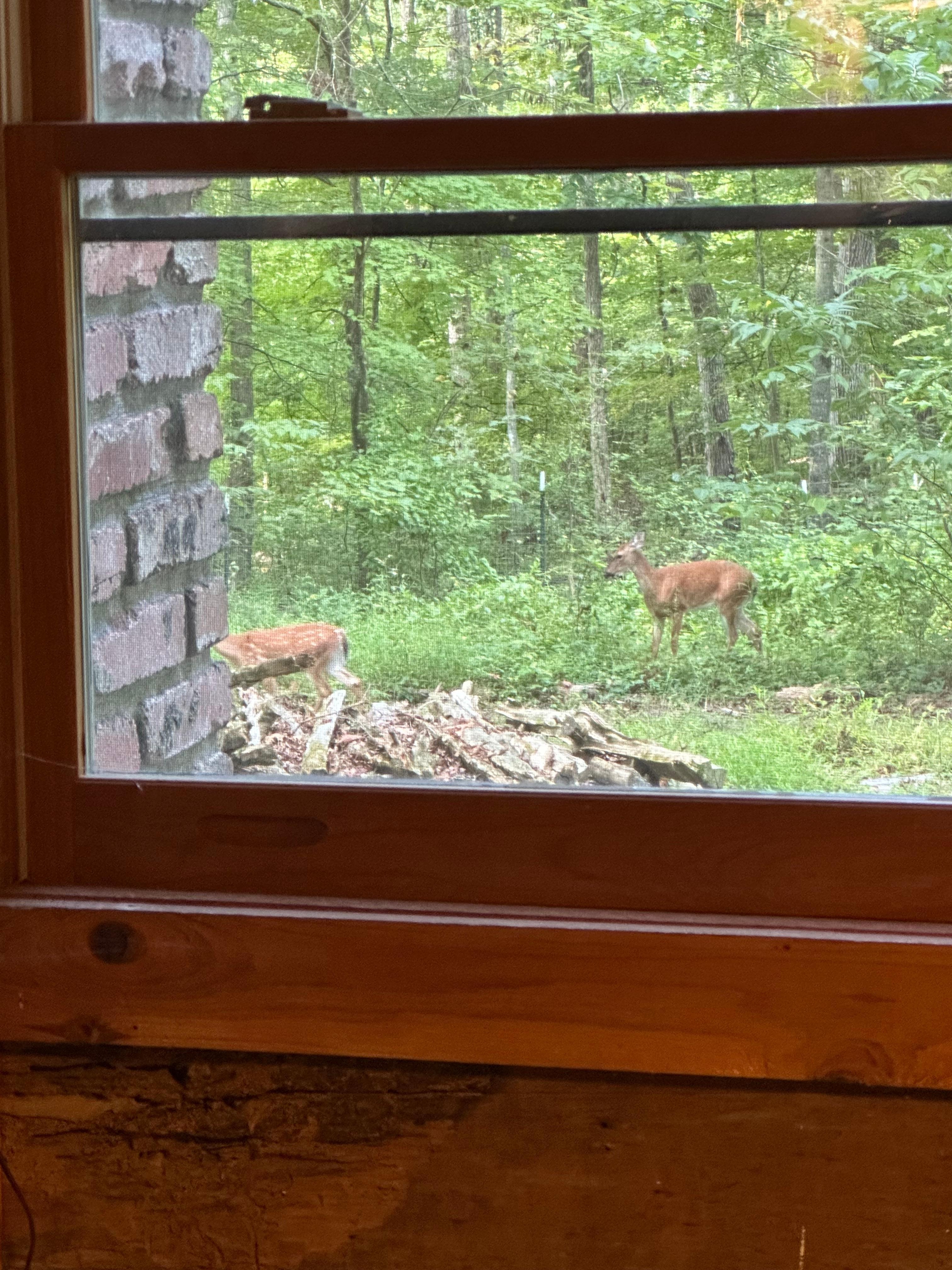 Watching Deer 🦌 out the window 