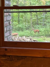 Watching Deer đŠ out the window