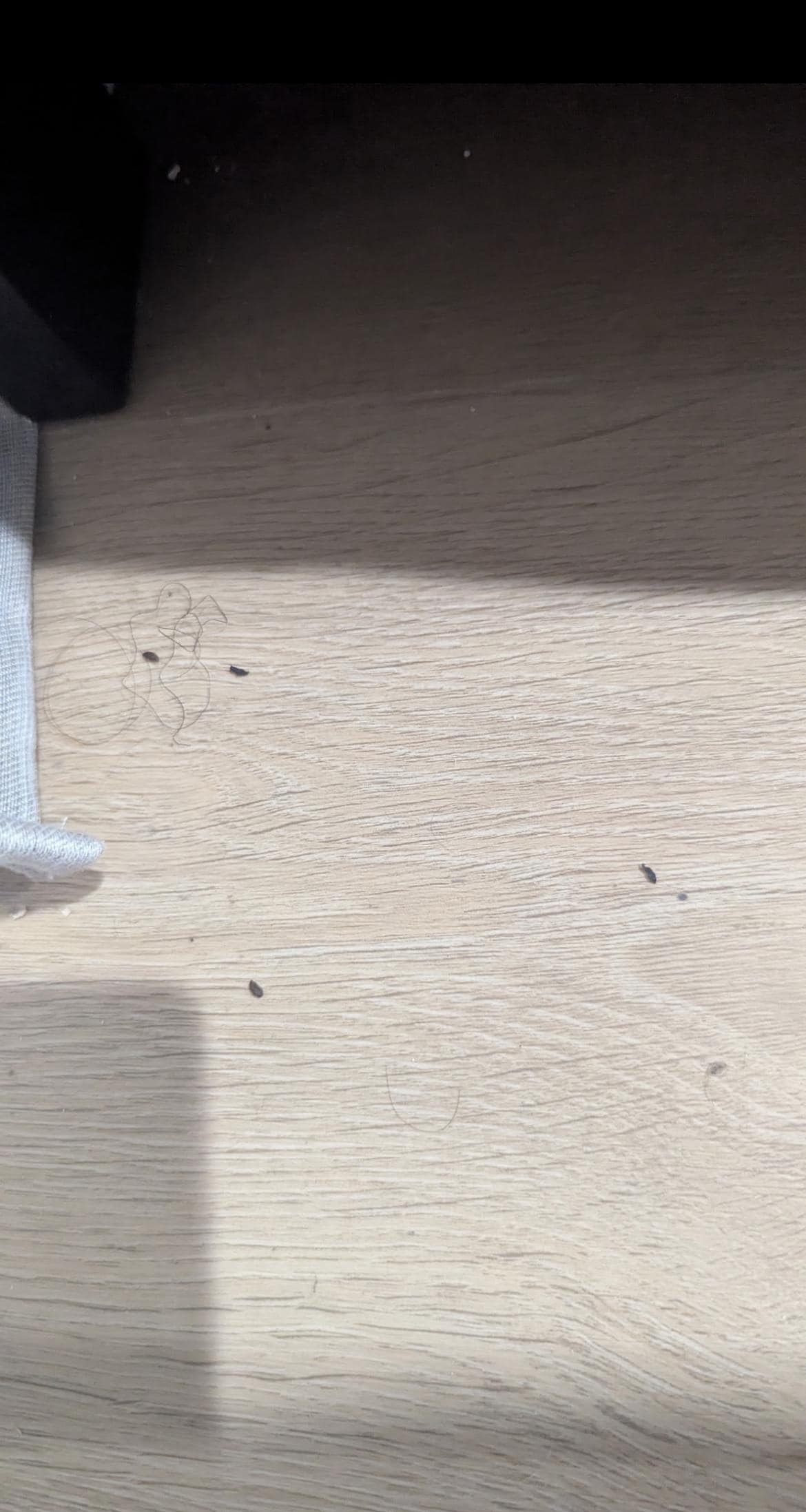 Mouse droppings on the floor of the unit.