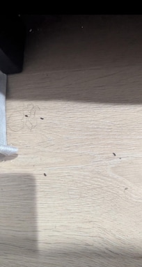 Mouse droppings on the floor of the unit.