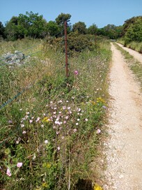 Walk to Cilipi