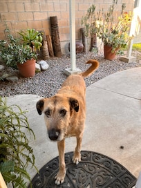 Burt