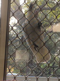 Curious cheeky critters