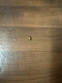 More bugs in the kitchen and bathroom
