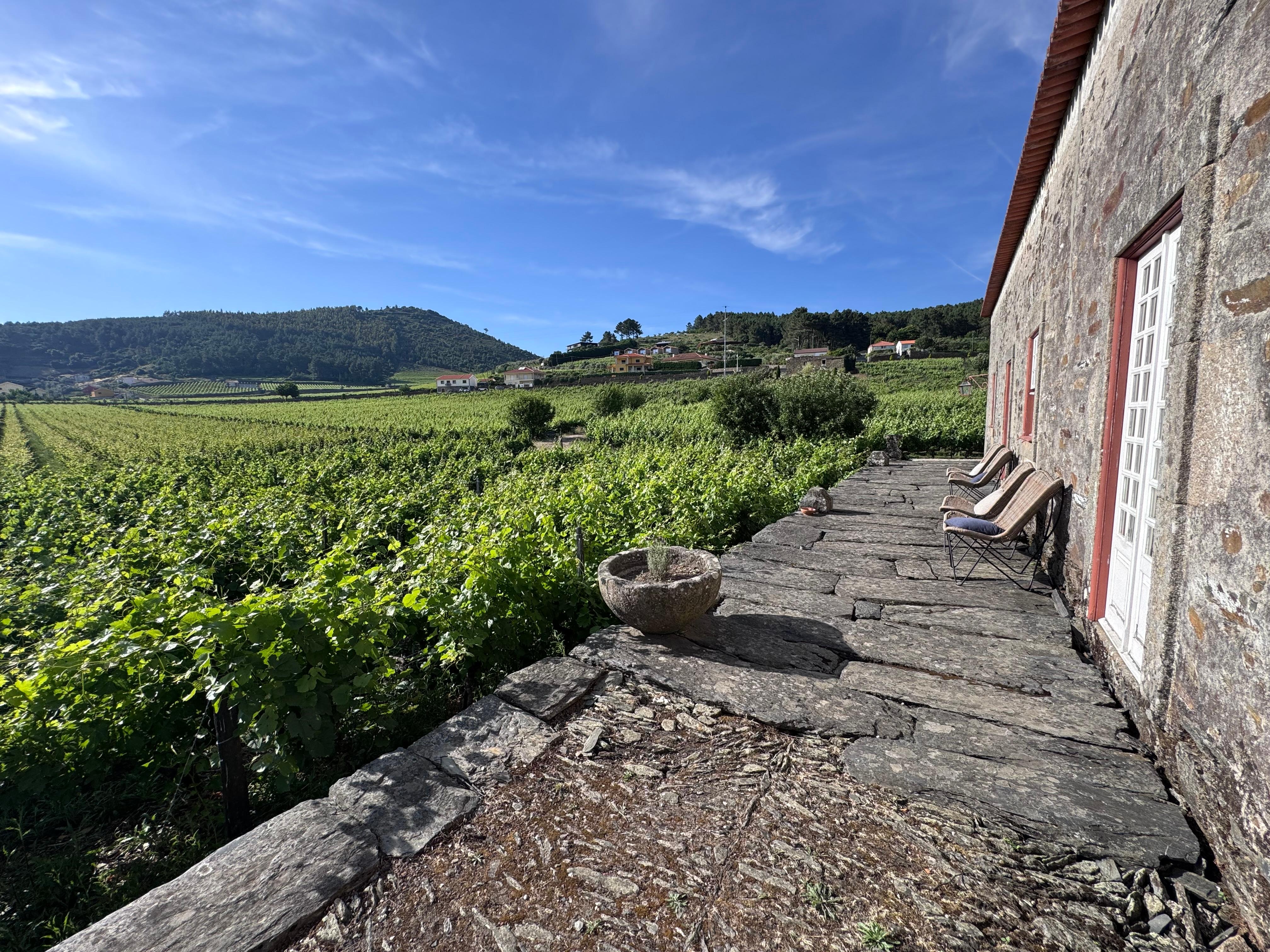 Sunset is over the vines