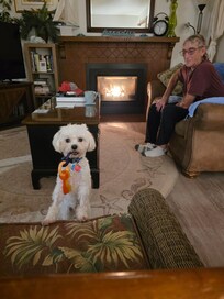 Cooper our 2 year old Maltese and Alan