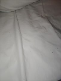 Bed bugs and roaches