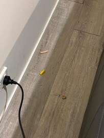 Food remains found behind sofa