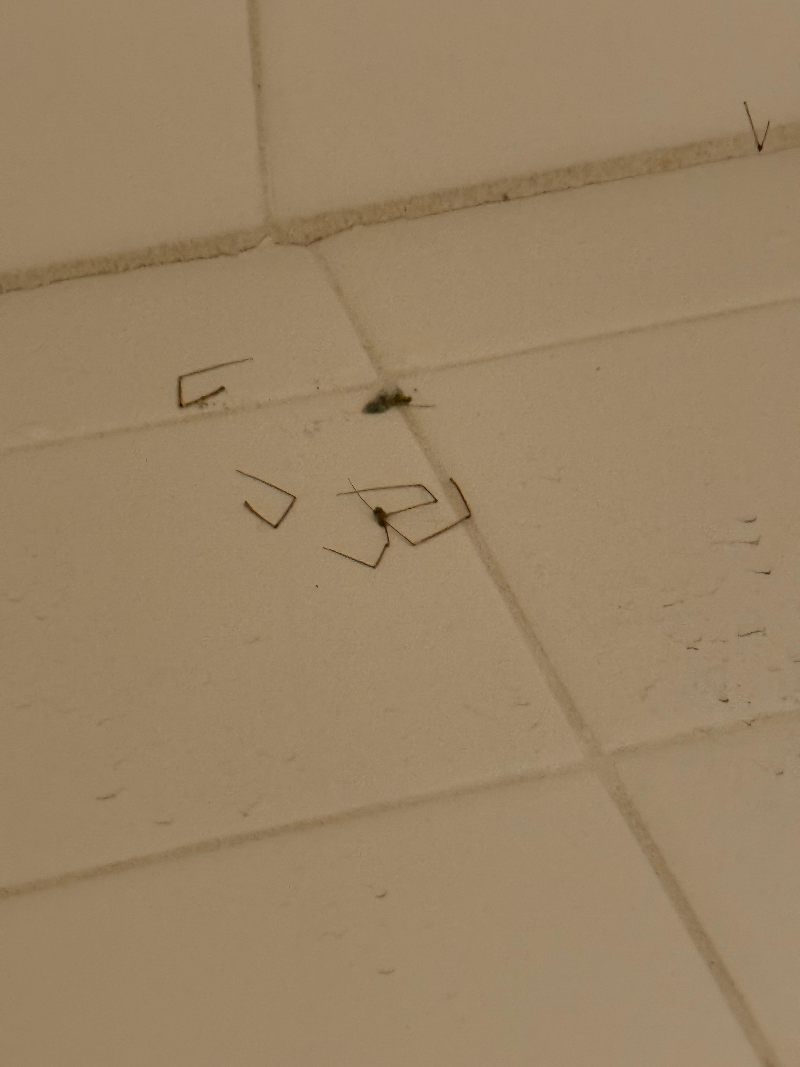 Spiders in bathroom
And bedroom