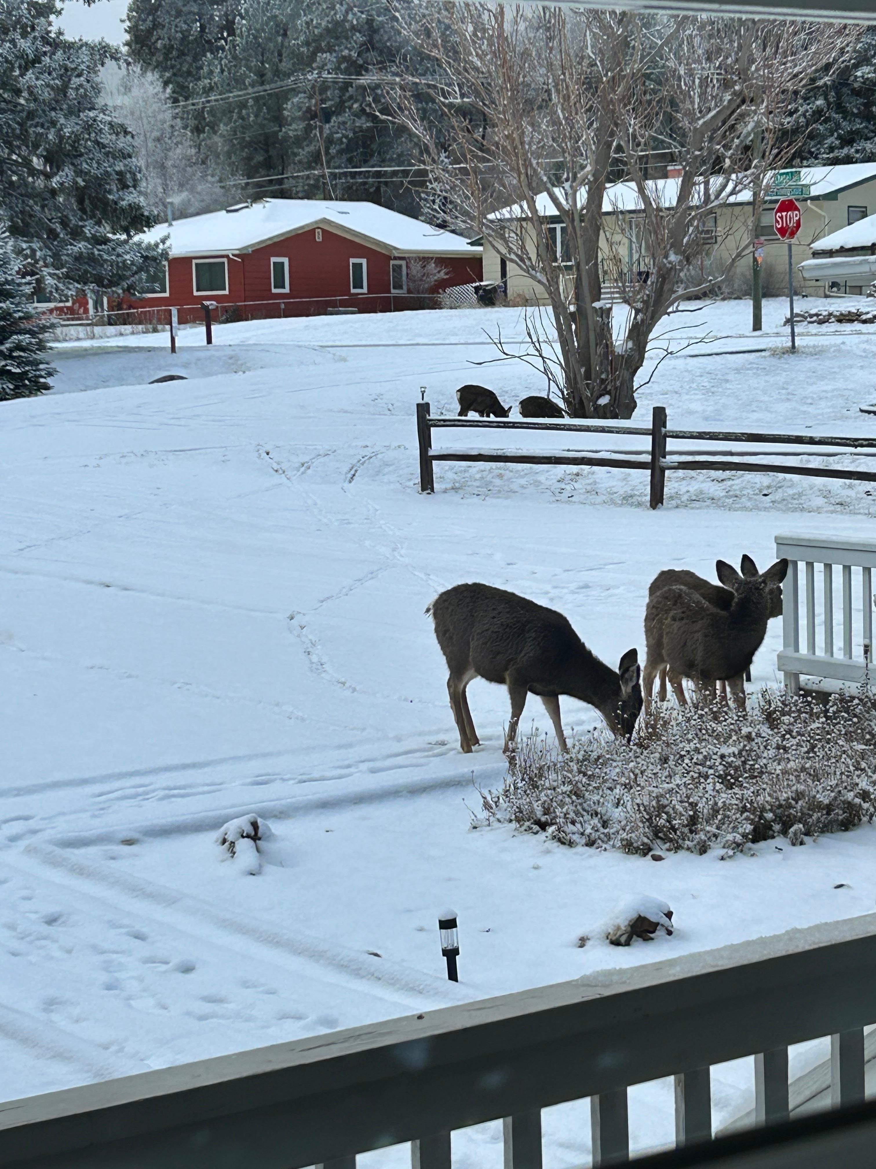 Sorry for the landscaping but the deer enjoy it 