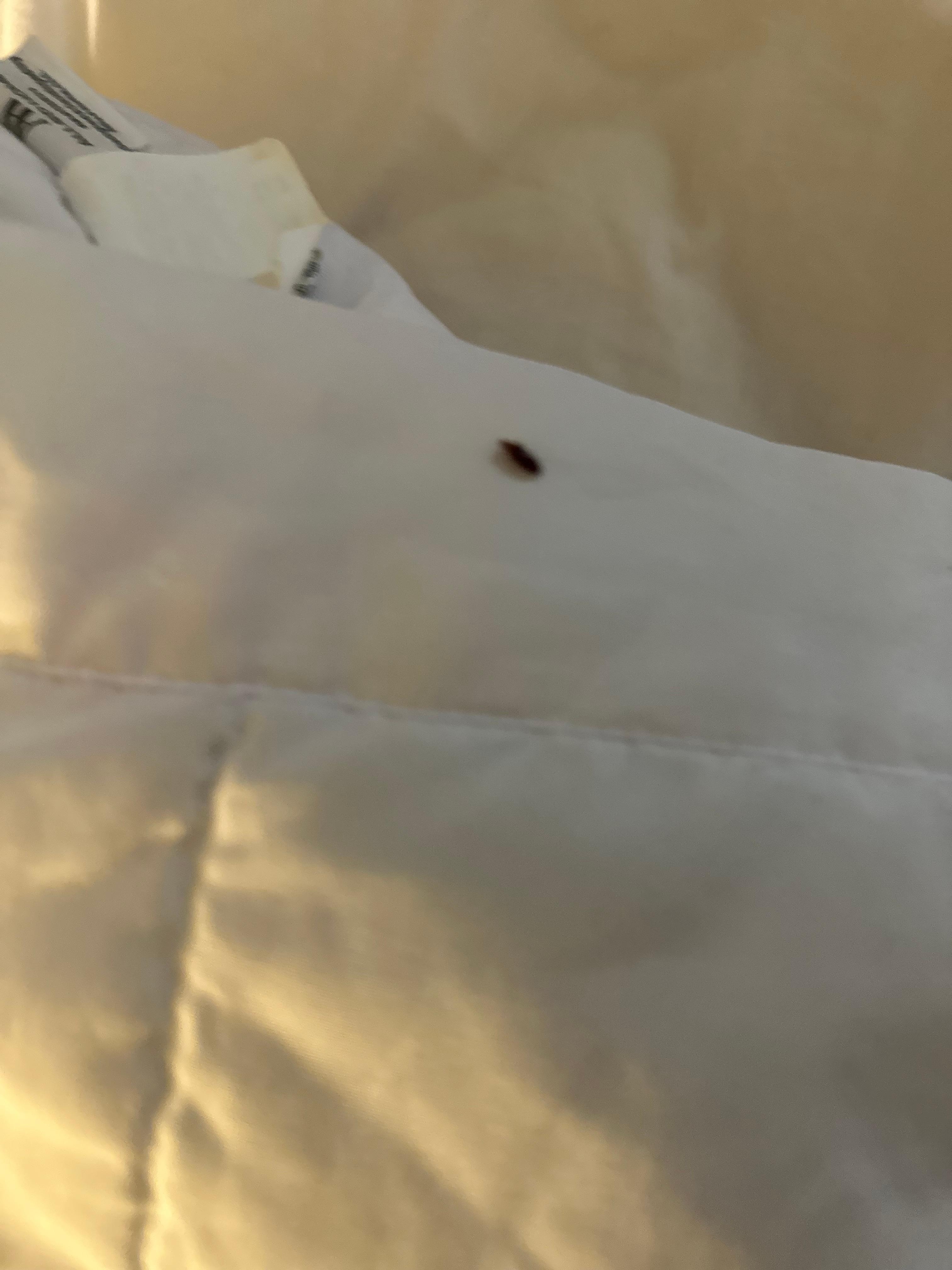 Bed bug