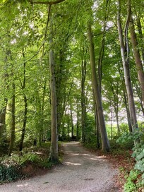 bos bij de lokatie