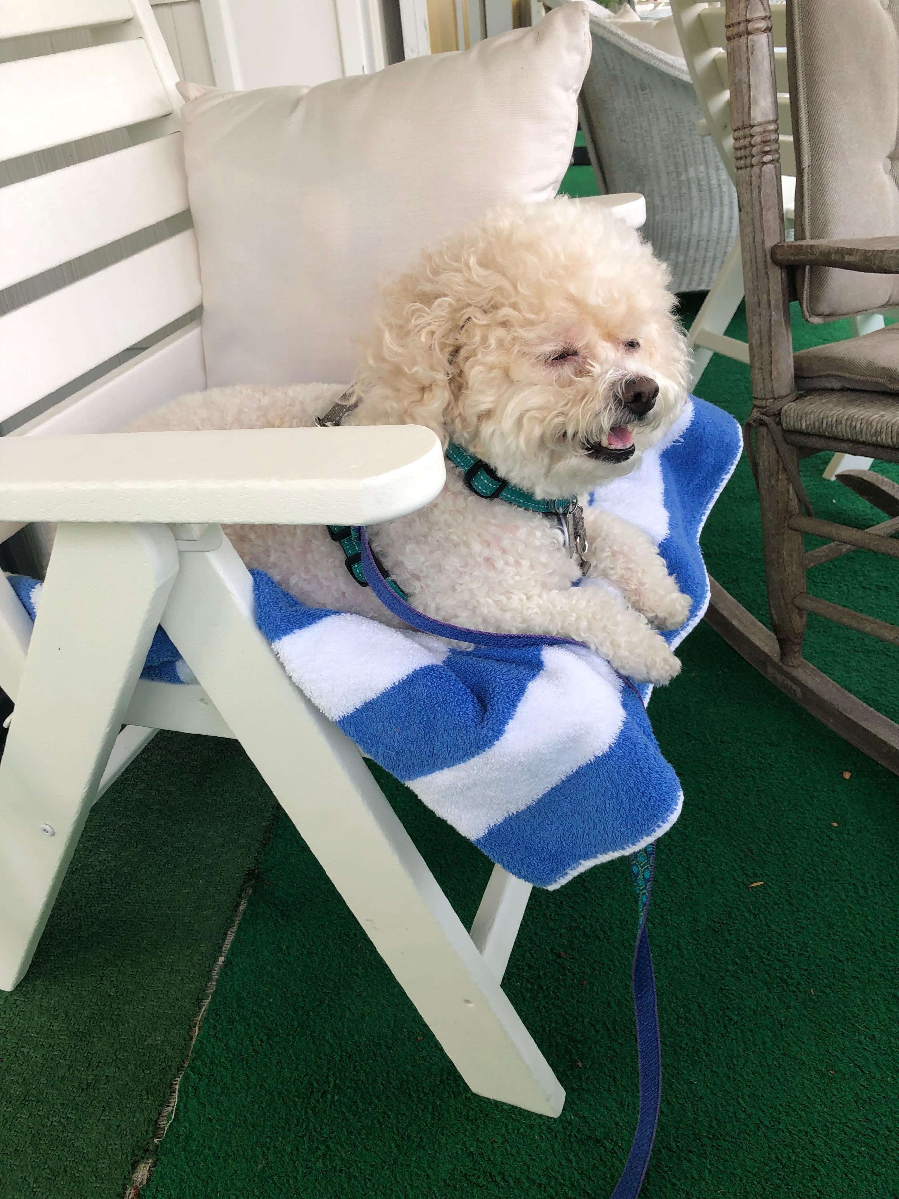 Lucy enjoying the porch and the ocean view!