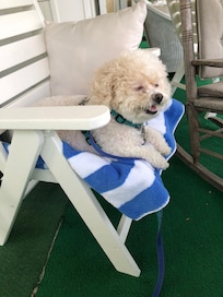 Lucy enjoying the porch and the ocean view!