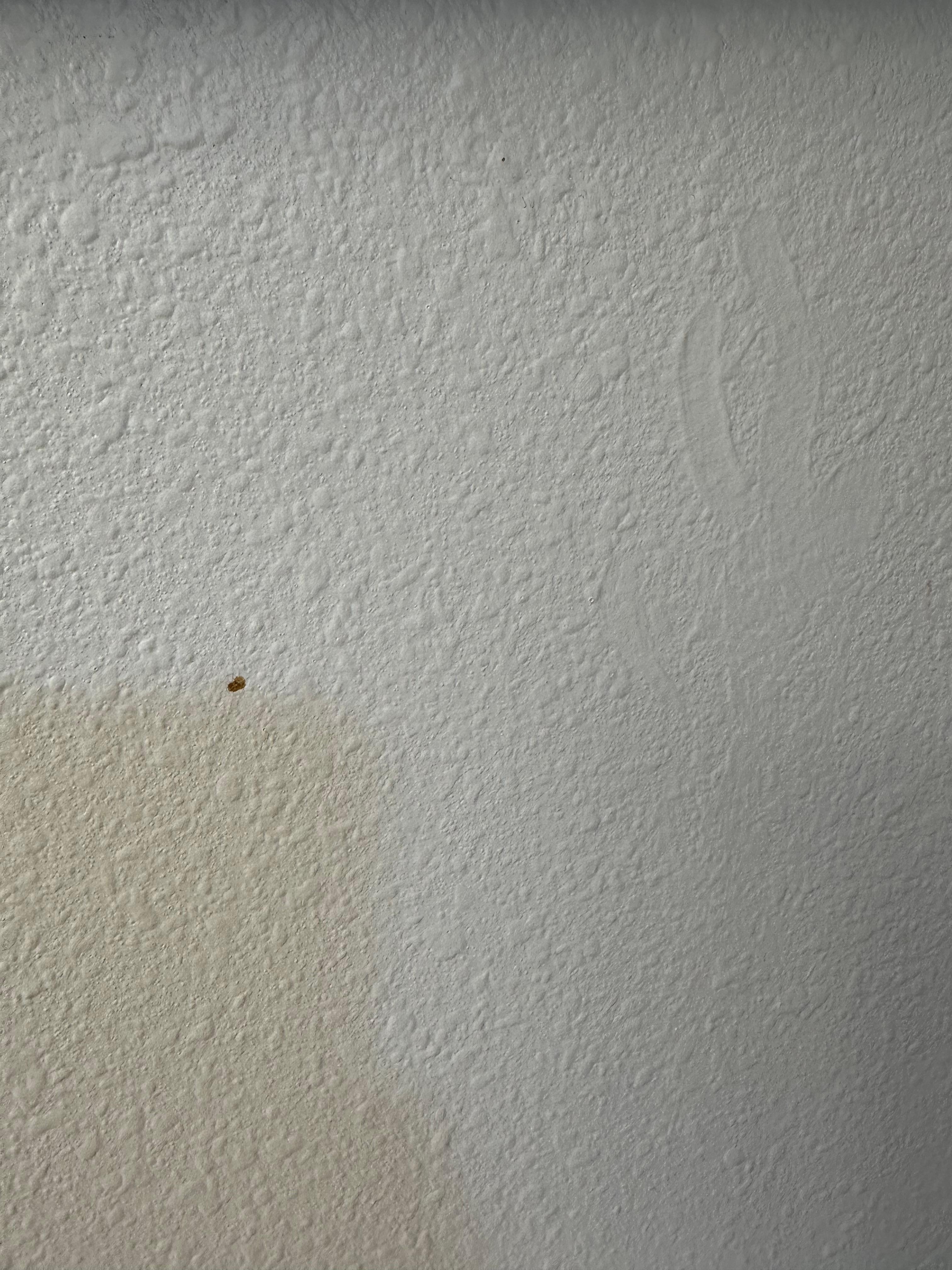 Feces or blood on the wall above the toilet 