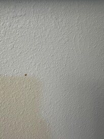 Feces or blood on the wall above the toilet