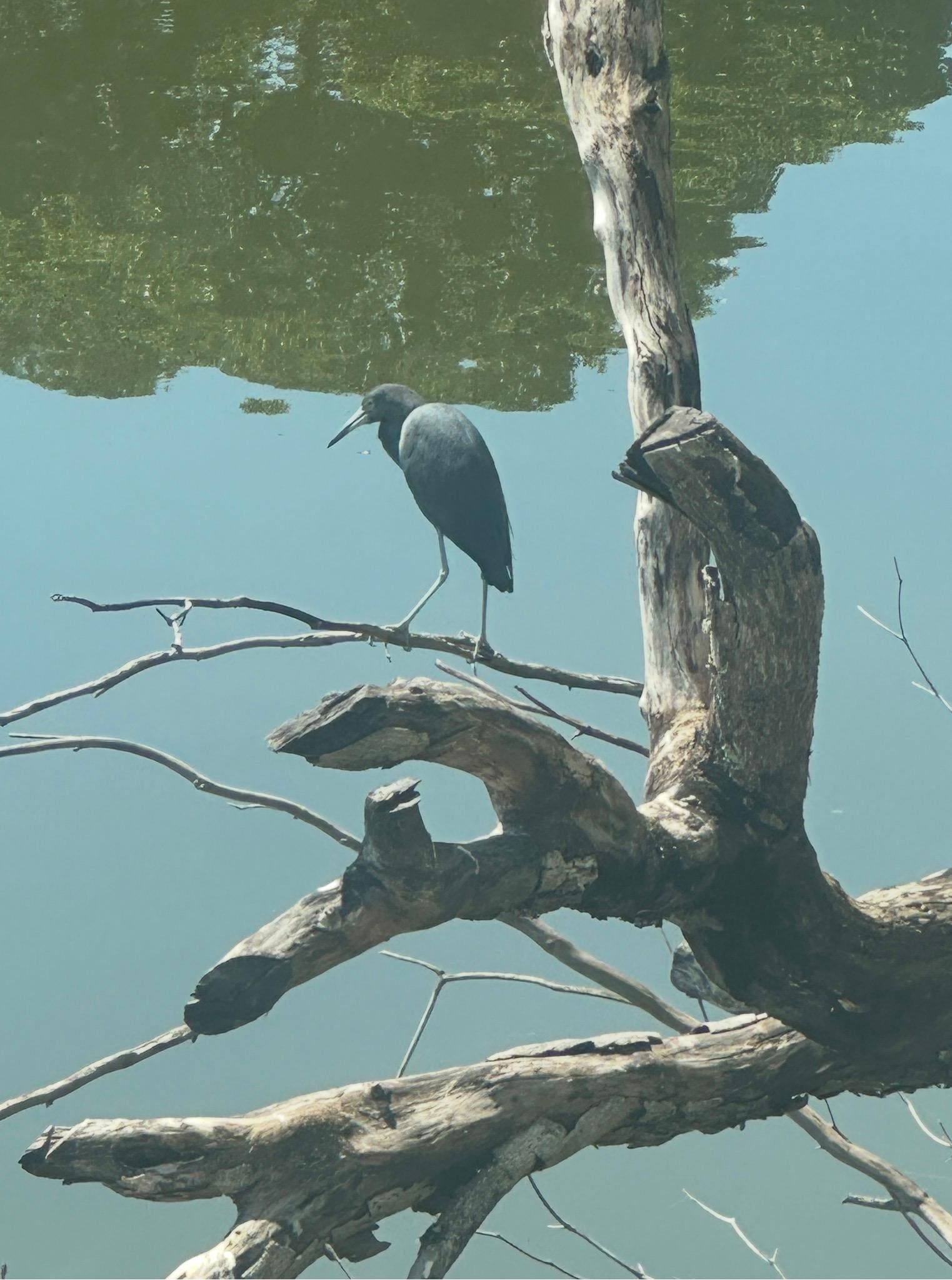 A little blue heron also under our balcony. Easy watching, him and us.